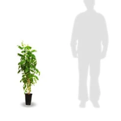 Glycine De Chine Caroline -France Fournitures De Jardin Soldes 2024 tra 41396 6