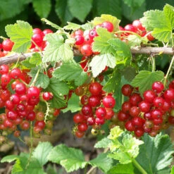 Groseillier Jonkheer Van Tets -France Fournitures De Jardin Soldes 2024 tra 71046 7