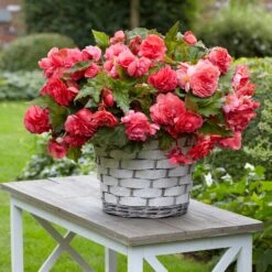 5 Bégonias Retombants Parfumés Pink Delight