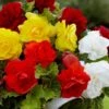 24 Bégonias Tubéreux Doubles En Mélange -France Fournitures De Jardin Soldes 2024 tro 41790 6