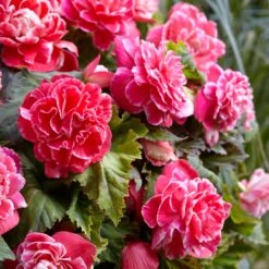 5 Bégonias à Fleurs De Camélia -France Fournitures De Jardin Soldes 2024 tro 62000 7