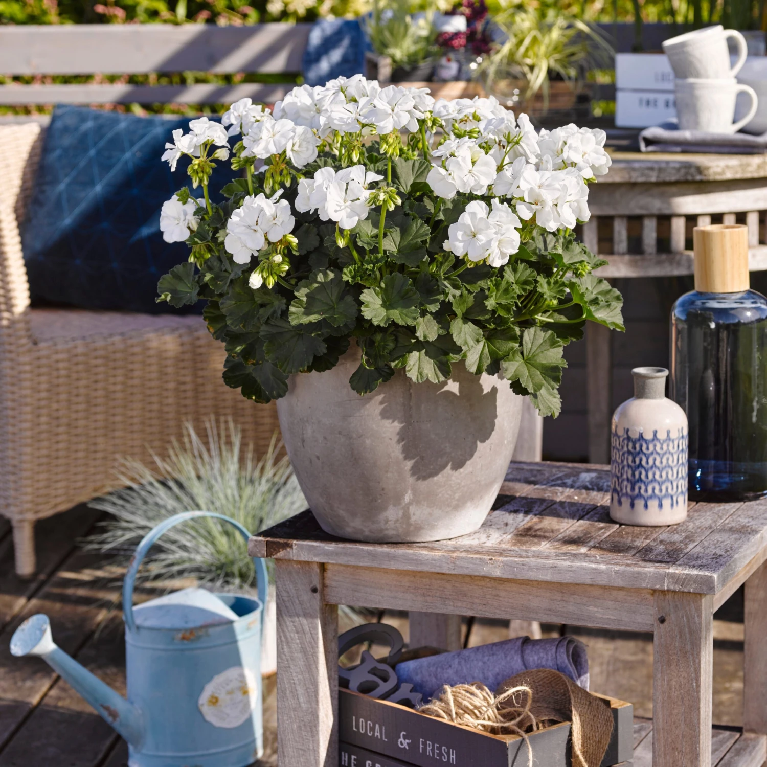 3 Géraniums Des Marais 4 3 Géraniums Des Marais – Image 2