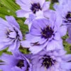 Catananche Bleue -France Fournitures De Jardin Soldes 2024 vds 101003 4 1700232226421