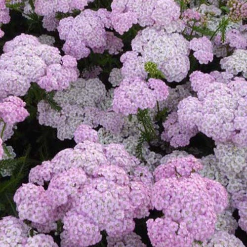 3 Achillées Millefeuille Apfelblüte 3 3 Achillées Millefeuille Apfelblüte