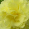 3 Roses Trémière Double Jaune 2 3 Roses Trémière Double Jaune -France Fournitures De Jardin Soldes 2024 vds 101616 2 1706113422162