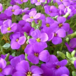 3 Aubriètes Hamburger Stadtpark