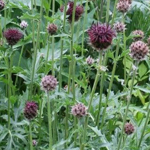 Centaurée Pourpre 4 Centaurée Pourpre – Image 2