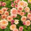 3 Chrysanthèmes Des Jardins Herbstbrokat -France Fournitures De Jardin Soldes 2024 vds 101861 1 1706118743579
