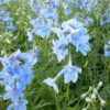 3 Delphiniums Cliveden Beauty -France Fournitures De Jardin Soldes 2024 vds 101894 1 1706534904905