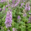 3 Delphiniums Géants Astolat 1 3 Delphiniums Géants Astolat -France Fournitures De Jardin Soldes 2024 vds 101897 1 1706542231866