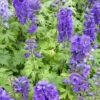 3 Delphiniums Géants Black Knight 1 3 Delphiniums Géants Black Knight -France Fournitures De Jardin Soldes 2024 vds 101899 1 1706542236978