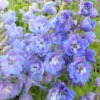 3 Delphiniums Géants Camelliard 1 3 Delphiniums Géants Camelliard -France Fournitures De Jardin Soldes 2024 vds 101900 2 1706538109034