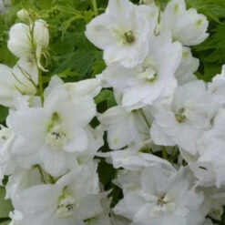 3 Delphiniums Géants Galahad