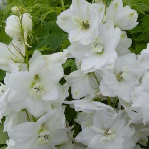 3 Delphiniums Géants Galahad 3 3 Delphiniums Géants Galahad