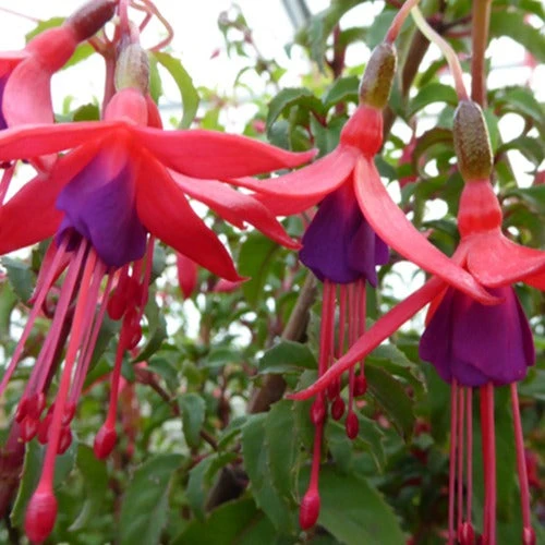 Fuchsia De Magellan Riccartonii 4 Fuchsia De Magellan Riccartonii â Image 2