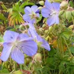 3 Géraniums Vivaces Hybrides Saint Ola