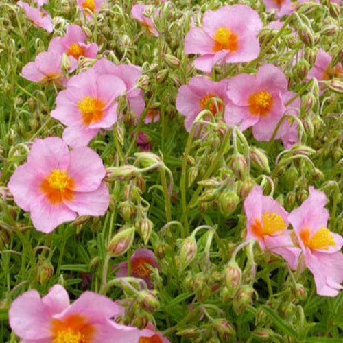 3 Hélianthèmes Lawrensons Pink 3 3 Hélianthèmes Lawrensons Pink