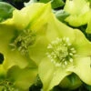Hellébore D'Orient Yellow Lady 1 Hellébore D'Orient Yellow Lady -France Fournitures De Jardin Soldes 2024 vds 102207 1 1706175313505