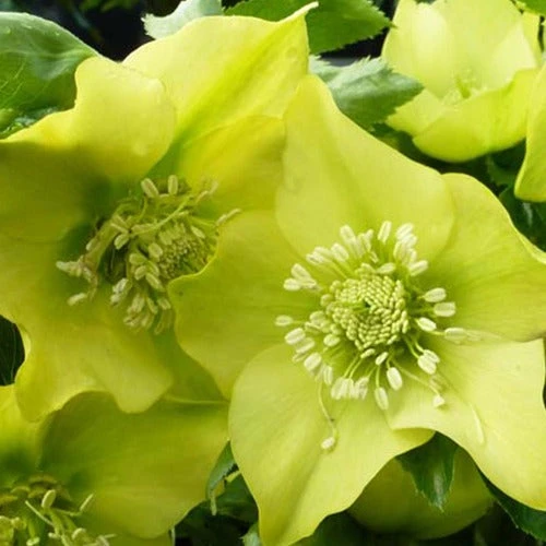 Hellébore D'Orient Yellow Lady 3 Hellébore D'Orient Yellow Lady