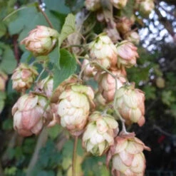 Houblon Doré -France Fournitures De Jardin Soldes 2024 vds 102320 5 1700227311699