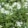 3 Monaies Du Pape à Fleurs Blanches -France Fournitures De Jardin Soldes 2024 vds 102410 1 1706535316314