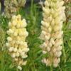 3 Lupins Chandelier -France Fournitures De Jardin Soldes 2024 vds 102412 1 1706535328986