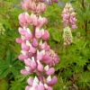 3 Lupins Gallery Pink