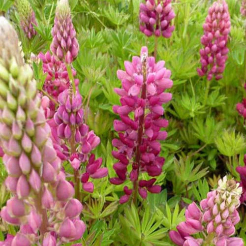 3 Lupins Gallery Red 3 3 Lupins Gallery Red