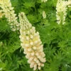 3 Lupins Gallery Yellow 2 3 Lupins Gallery Yellow -France Fournitures De Jardin Soldes 2024 vds 102417 1 1701079365210