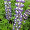 3 Lupins Le Gouverneur 2 3 Lupins Le Gouverneur -France Fournitures De Jardin Soldes 2024 vds 102419 1 1706178616953
