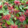 3 Monardes Cambridge Scarlet -France Fournitures De Jardin Soldes 2024 vds 102451 1 1706543810207