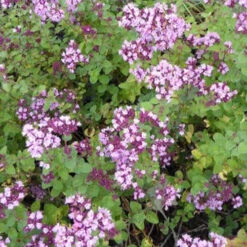 3 Origans Rosenkuppel