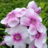 3 Phlox Paniculé Europa -France Fournitures De Jardin Soldes 2024 vds 102540 1 1706543848444