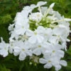 3 Phlox Paniculé Fujiyama 2 3 Phlox Paniculé Fujiyama -France Fournitures De Jardin Soldes 2024 vds 102543 1 1706538589694