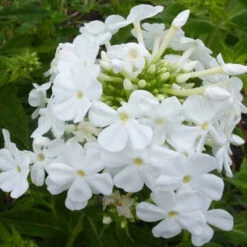 3 Phlox Paniculé Fujiyama