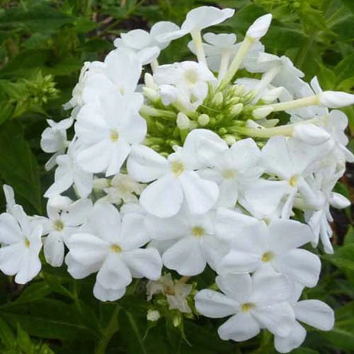 3 Phlox Paniculé Fujiyama 3 3 Phlox Paniculé Fujiyama