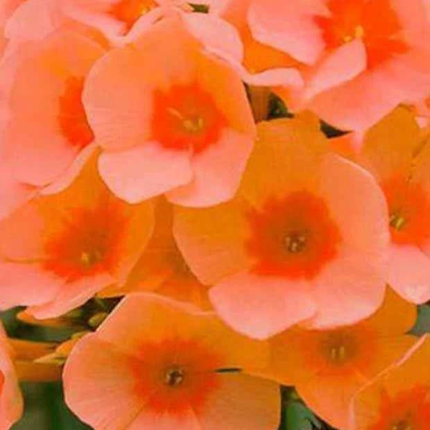 3 Phlox Paniculé Orange Perfection 3 3 Phlox Paniculé Orange Perfection