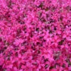3 Phlox Mousse Atropurpurea 2 3 Phlox Mousse Atropurpurea -France Fournitures De Jardin Soldes 2024 vds 102559 1 1706181118306