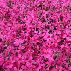 3 Phlox Mousse Atropurpurea
