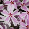 3 Phlox Mousse Candy Stripes -France Fournitures De Jardin Soldes 2024 vds 102561 1 1706535921806