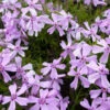 3 Phlox Mousse Moerheimii -France Fournitures De Jardin Soldes 2024 vds 102568 1 1706538576061