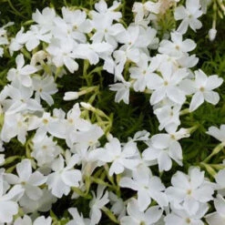 3 Phlox Mousse White Delight
