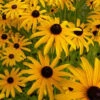 3 Rudbeckia Deamii 2 3 Rudbeckia Deamii -France Fournitures De Jardin Soldes 2024 vds 102638 1