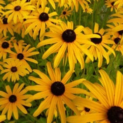 3 Rudbeckia Deamii
