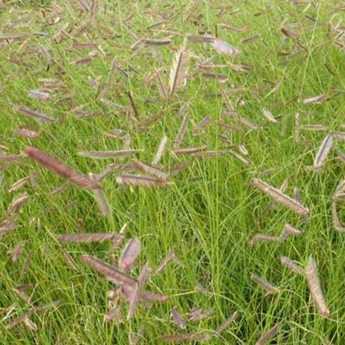 3 Boutelous Gracieux 3 3 Boutelous Gracieux