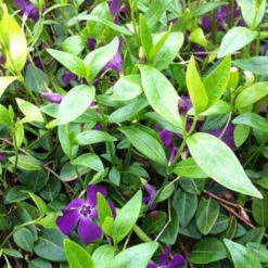 3 Petites Pervenches Atropurpurea