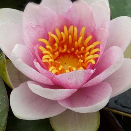 Nénuphar Fabiola 3 Nénuphar Fabiola