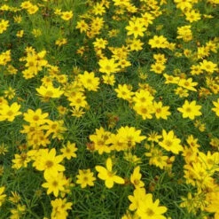 3 Coreopsis Verticillé Zagreb