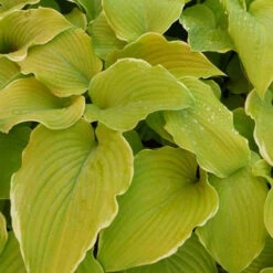 Hosta Lakeside Cha Cha