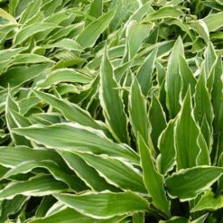 Hosta Stiletto